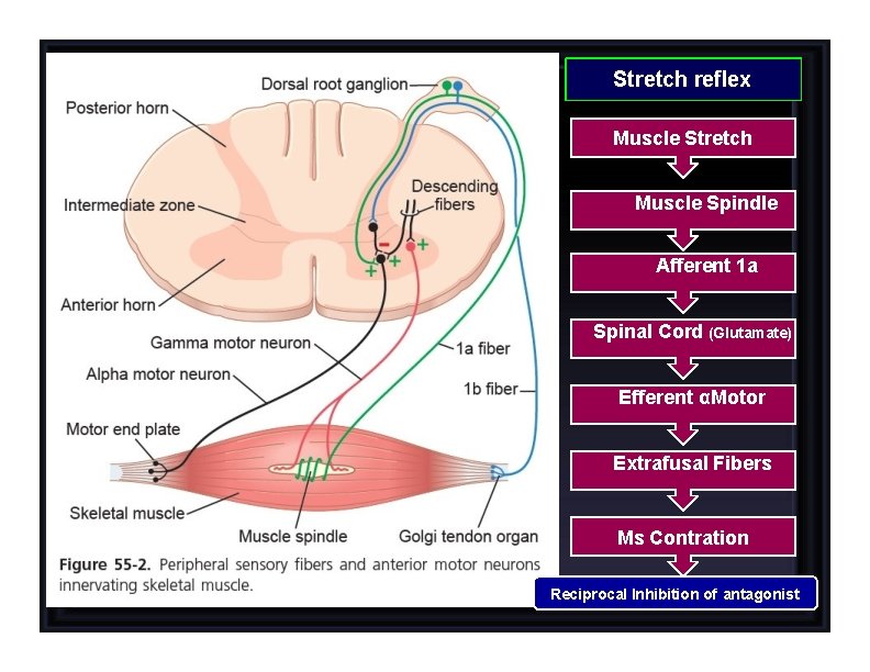 Stretch reflex Muscle Stretch Muscle Spindle Afferent 1 a Spinal Cord (Glutamate) Efferent αMotor