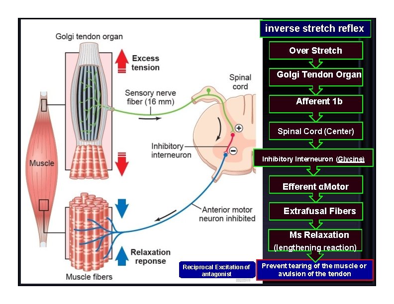 inverse stretch reflex Over Stretch Golgi Tendon Organ Afferent 1 b Spinal Cord (Center)