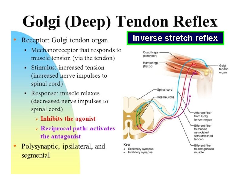 Inverse stretch reflex 