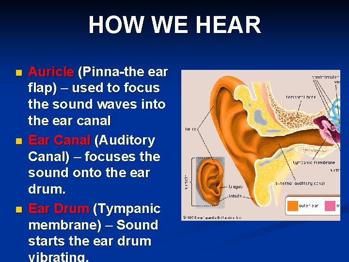 HOW WE HEAR n n n Auricle (Pinna-the ear flap) – used to focus