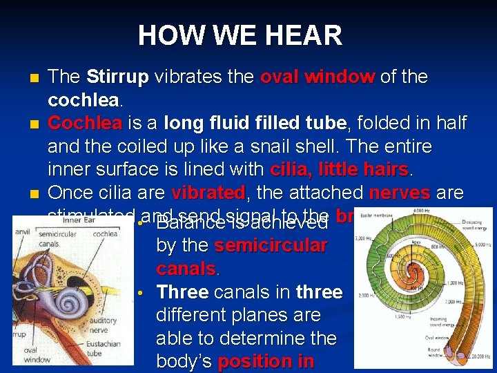 HOW WE HEAR n n n The Stirrup vibrates the oval window of the