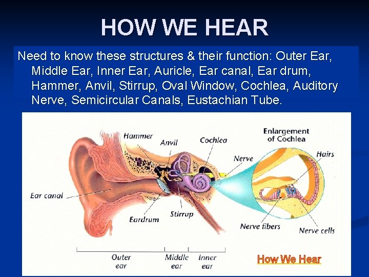 HOW WE HEAR Need to know these structures & their function: Outer Ear, Middle