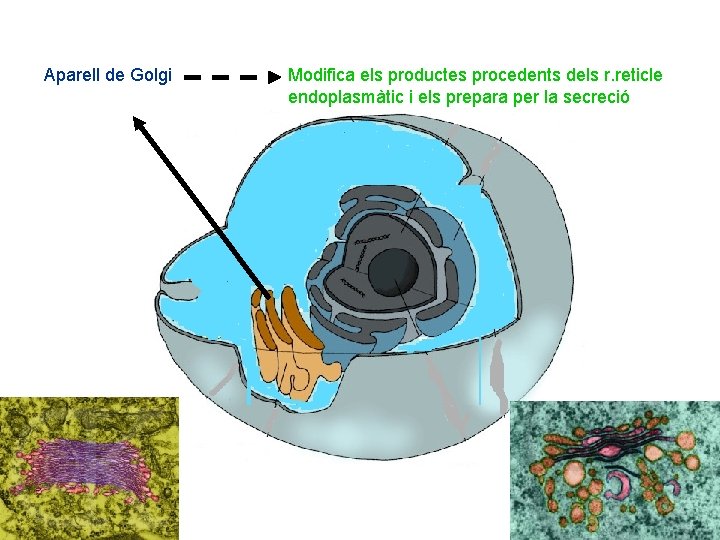 Aparell de Golgi Modifica els productes procedents dels r. reticle endoplasmàtic i els prepara