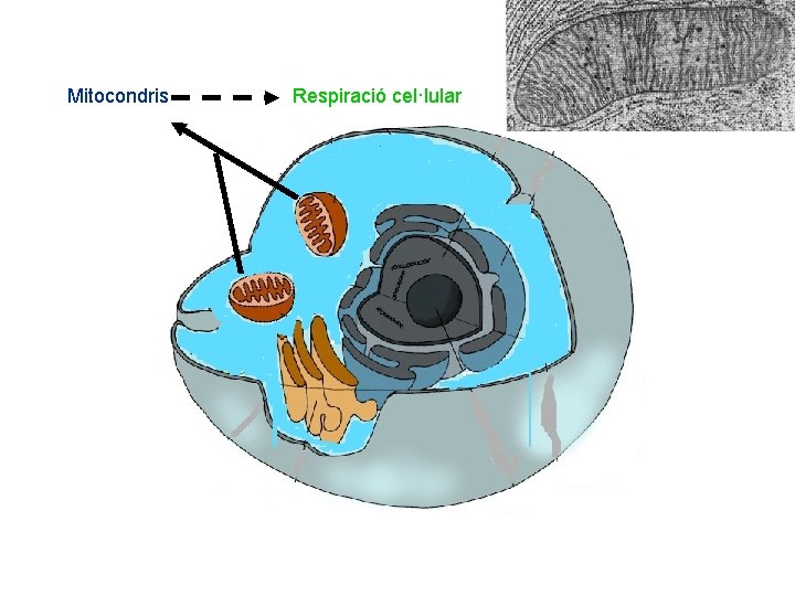 Mitocondris Respiració cel·lular 