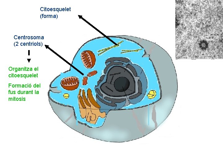 Citoesquelet (forma) Centrosoma (2 centriols) Organitza el citoesquelet Formació del fus durant la mitosis