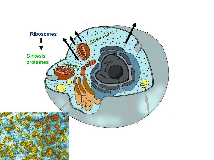 Ribosomes Síntesis proteïnes 