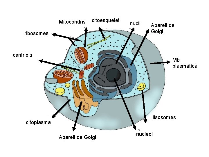 Mitocondris citoesquelet ribosomes nucli Aparell de Golgi centriols Mb plasmàtica lisosomes citoplasma Aparell de