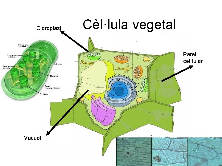 Cloroplast Cèl·lula vegetal Paret cel·lular Vacuol 