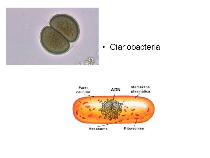  • Cianobacteria 