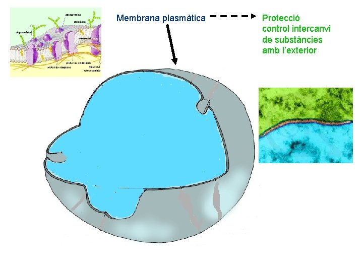 Membrana plasmàtica Protecció control intercanvi de substàncies amb l’exterior 