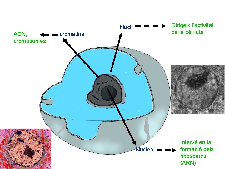 Dirigeix l’activitat de la cèl·lula Nucli ADN, cromosomes cromatina Nucleol Intervé en la formació