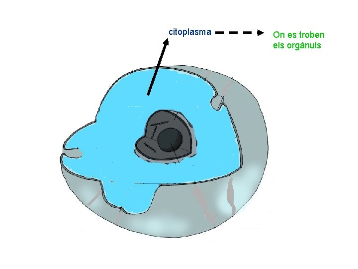 citoplasma On es troben els orgànuls 