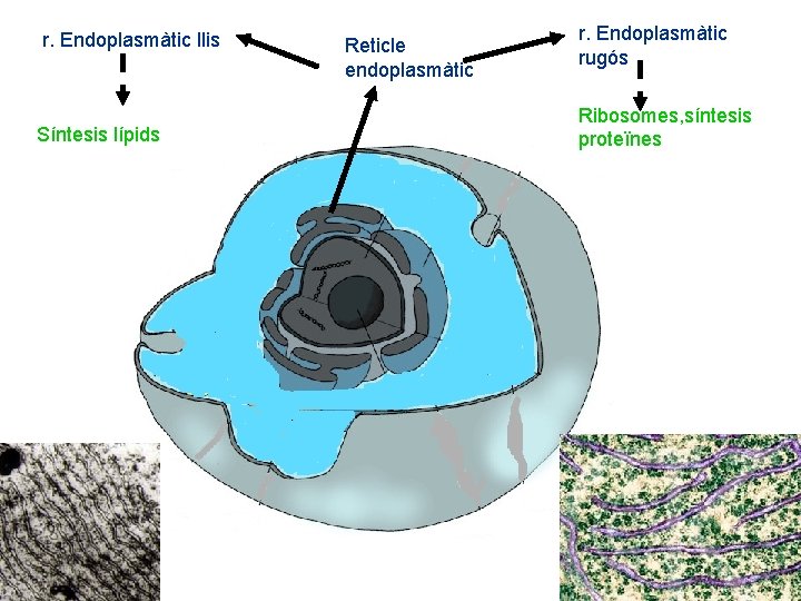 r. Endoplasmàtic llis Síntesis lípids Reticle endoplasmàtic r. Endoplasmàtic rugós Ribosomes, síntesis proteïnes 