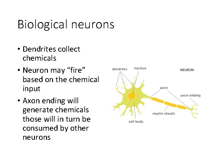 Biological neurons • Dendrites collect chemicals • Neuron may “fire” based on the chemical