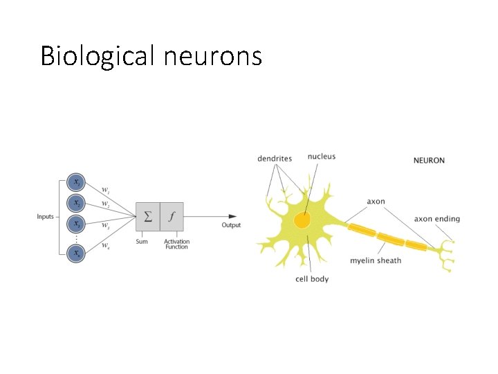 Biological neurons 