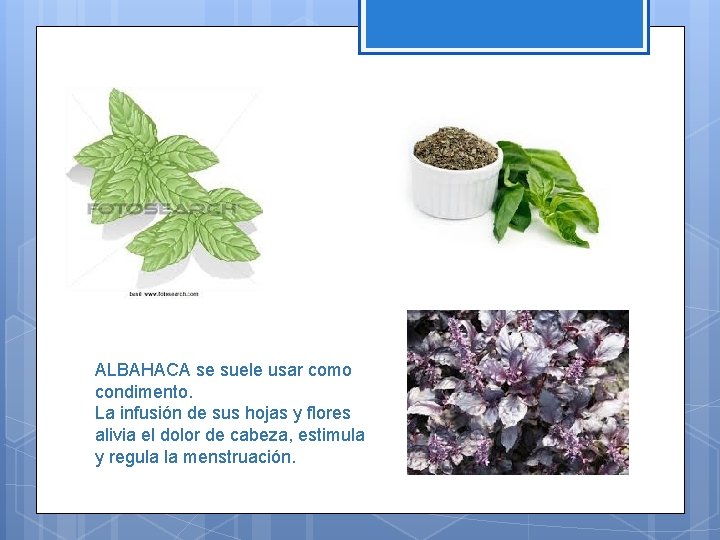 ALBAHACA se suele usar como condimento. La infusión de sus hojas y flores alivia