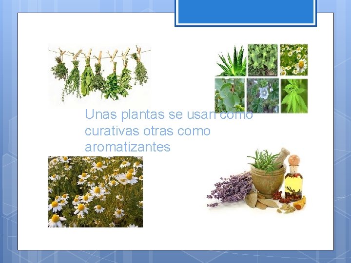 Unas plantas se usan como curativas otras como aromatizantes 