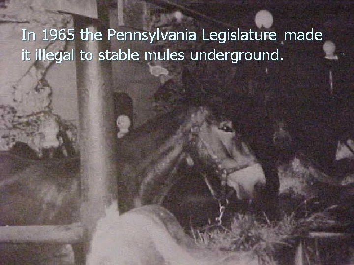 In 1965 the Pennsylvania Legislature made it illegal to stable mules underground. In 1965 the Pennsylvania Legislature made it illegal to stable mules underground.