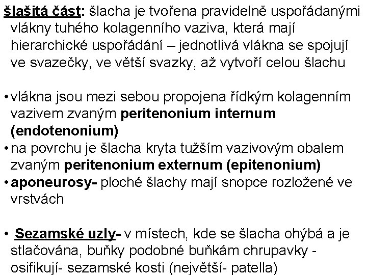 šlašitá část: šlacha je tvořena pravidelně uspořádanými vlákny tuhého kolagenního vaziva, která mají hierarchické