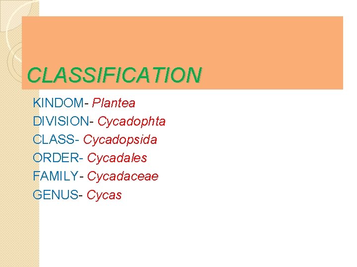 CLASSIFICATION KINDOM- Plantea DIVISION- Cycadophta CLASS- Cycadopsida ORDER- Cycadales FAMILY- Cycadaceae GENUS- Cycas 