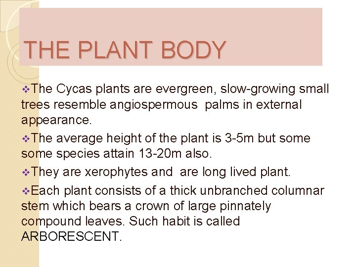 THE PLANT BODY v. The Cycas plants are evergreen, slow-growing small trees resemble angiospermous