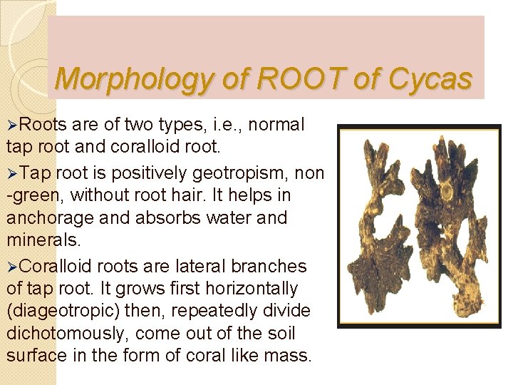 Morphology of ROOT of Cycas ØRoots are of two types, i. e. , normal
