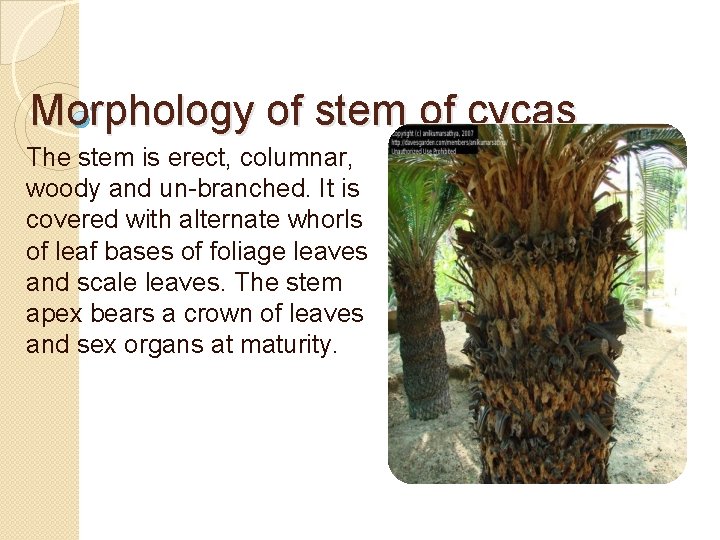 Morphology of stem of cycas The stem is erect, columnar, woody and un-branched. It
