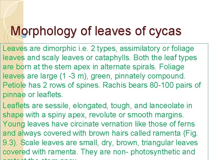 Morphology of leaves of cycas Leaves are dimorphic i. e. 2 types, assimilatory or