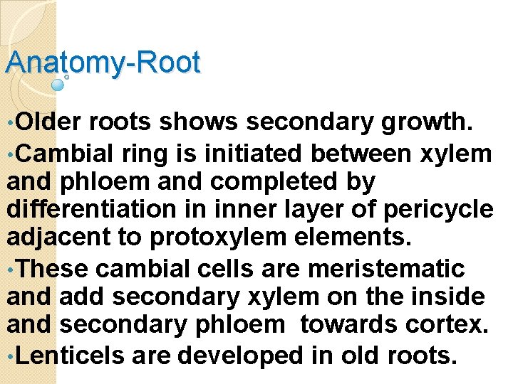 Anatomy-Root • Older roots shows secondary growth. • Cambial ring is initiated between xylem
