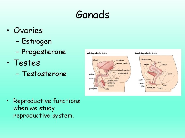 Gonads • Ovaries – Estrogen – Progesterone • Testes – Testosterone • Reproductive functions