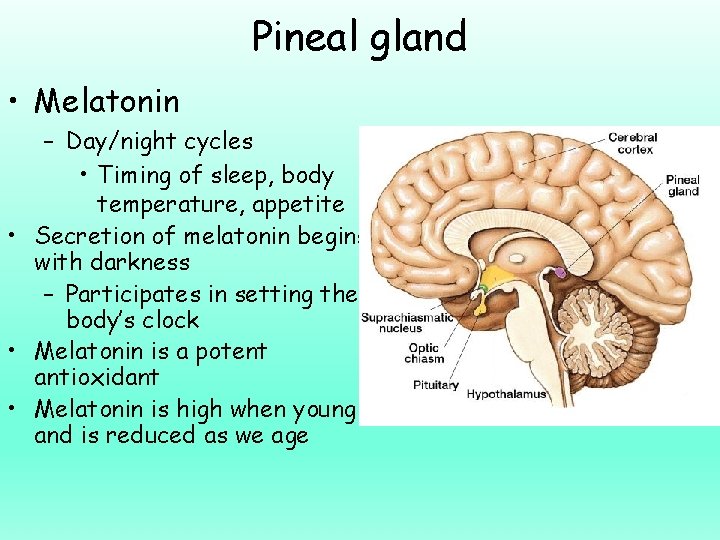 Pineal gland • Melatonin – Day/night cycles • Timing of sleep, body temperature, appetite