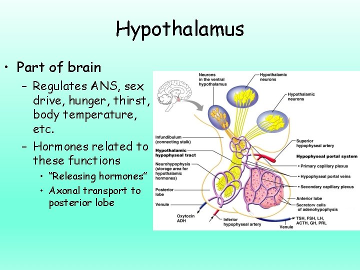 Hypothalamus • Part of brain – Regulates ANS, sex drive, hunger, thirst, body temperature,