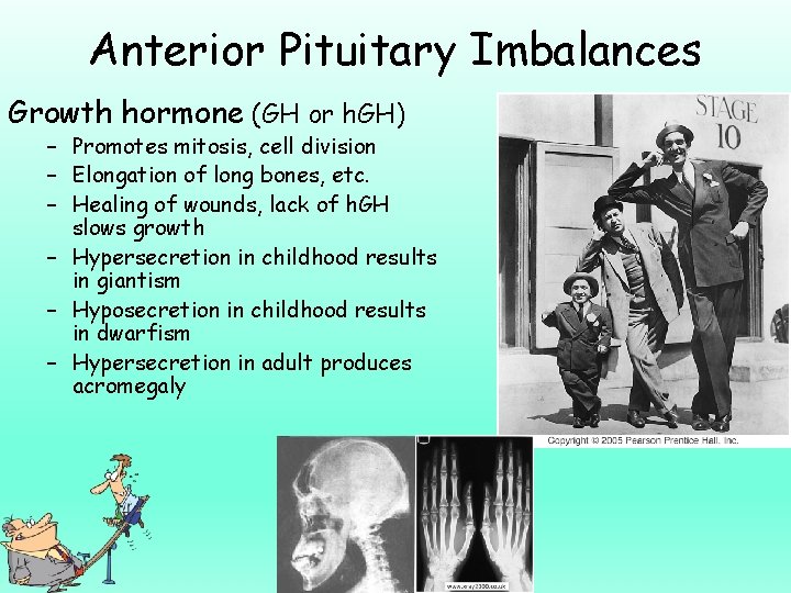 Anterior Pituitary Imbalances Growth hormone (GH or h. GH) – Promotes mitosis, cell division