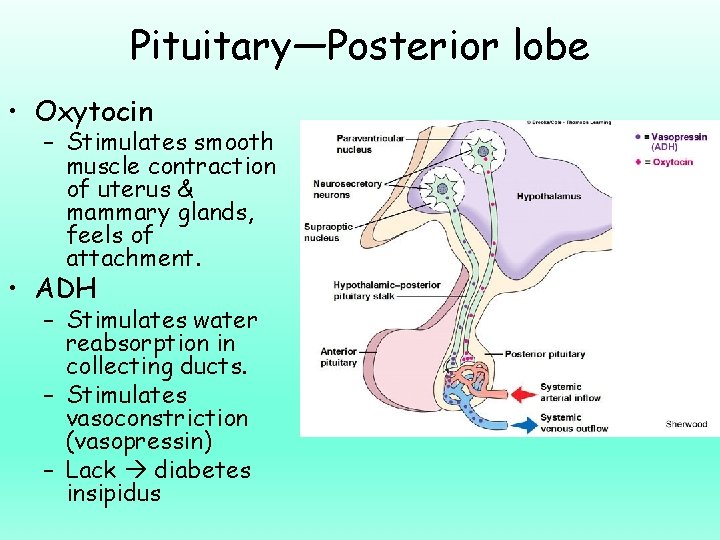 Pituitary—Posterior lobe • Oxytocin – Stimulates smooth muscle contraction of uterus & mammary glands,