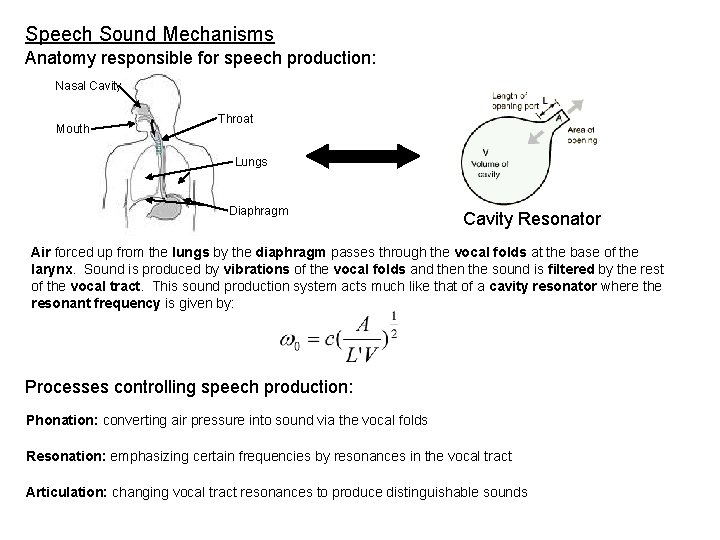 Speech Sound Mechanisms Anatomy responsible for speech production: Nasal Cavity Mouth Throat Lungs Diaphragm