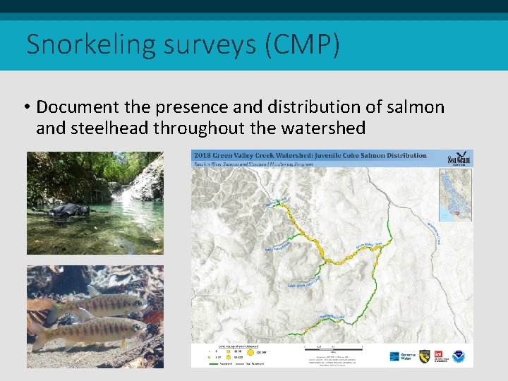 Snorkeling surveys (CMP) • Document the presence and distribution of salmon and steelhead throughout