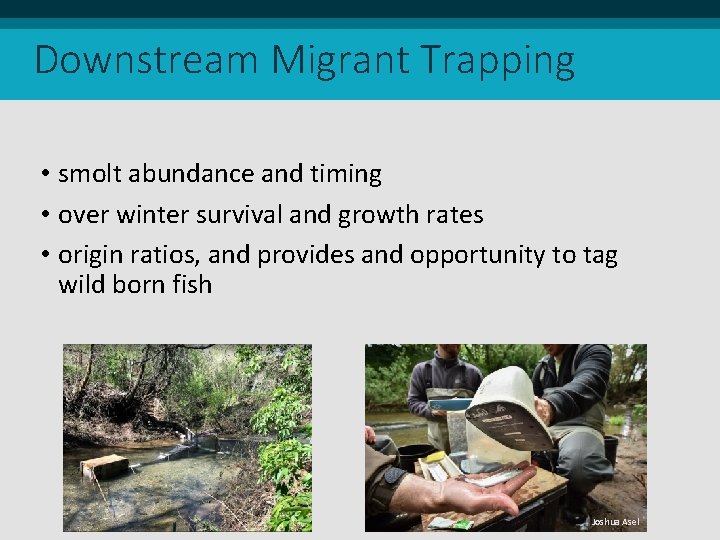 Downstream Migrant Trapping • smolt abundance and timing • over winter survival and growth