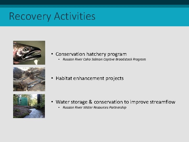 Recovery Activities • Conservation hatchery program • Russian River Coho Salmon Captive Broodstock Program