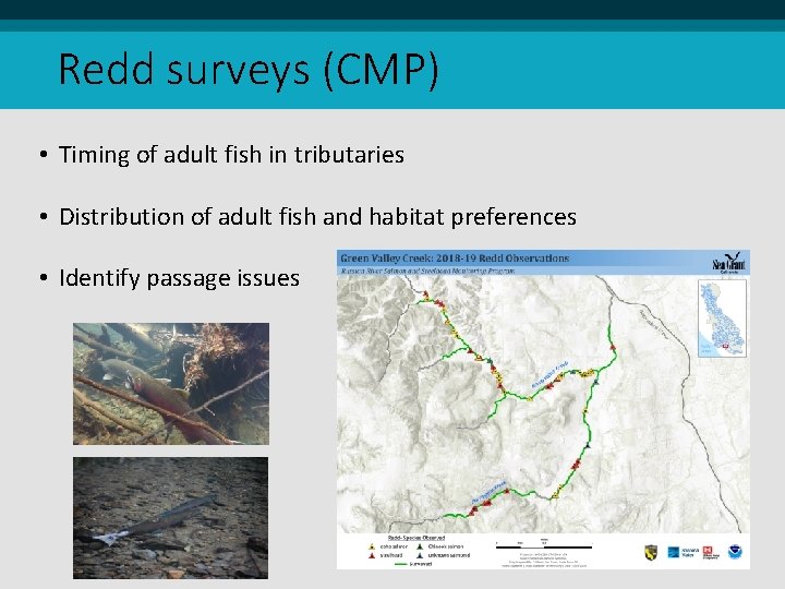 Redd surveys (CMP) • Timing of adult fish in tributaries • Distribution of adult