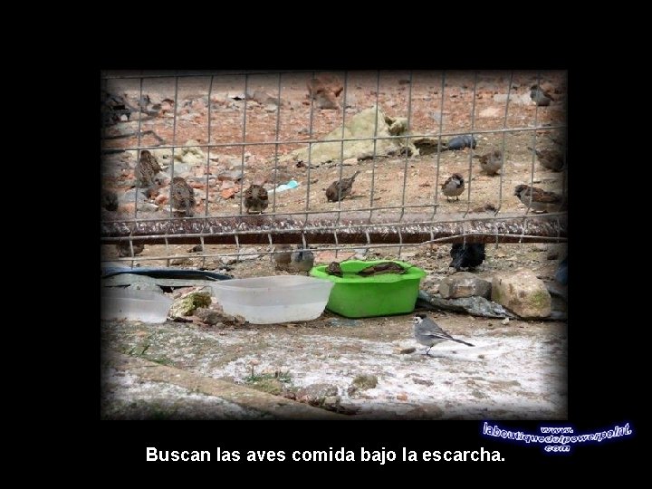 Buscan las aves comida bajo la escarcha. 