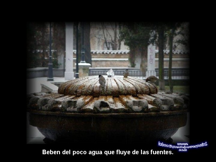 Beben del poco agua que fluye de las fuentes. 