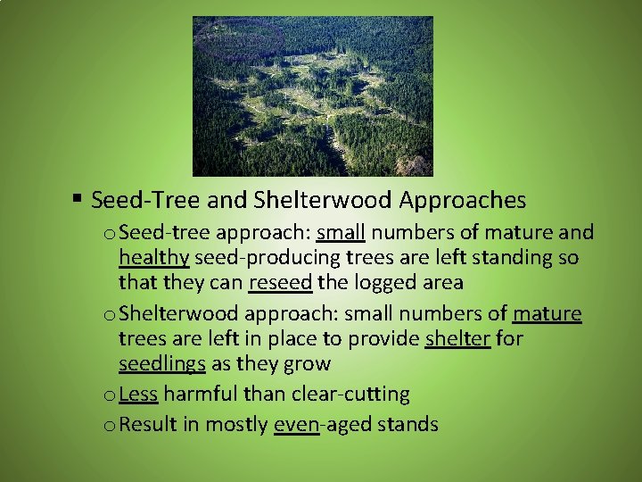 § Seed-Tree and Shelterwood Approaches o Seed-tree approach: small numbers of mature and healthy