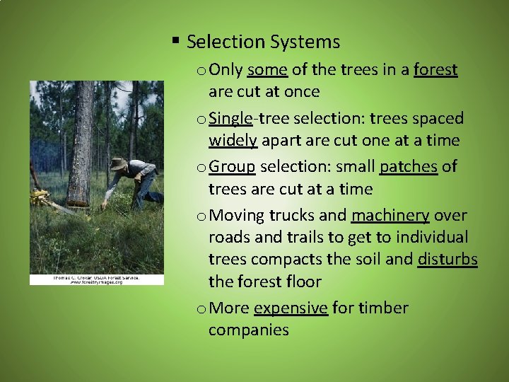 § Selection Systems o Only some of the trees in a forest are cut