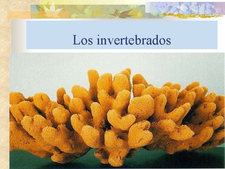 Los invertebrados 