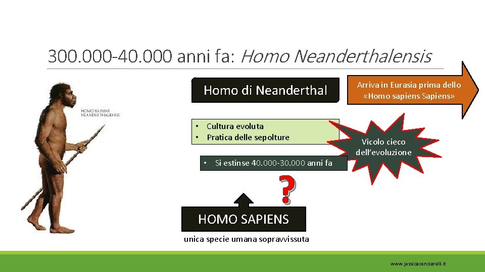 300. 000 -40. 000 anni fa: Homo Neanderthalensis Homo di Neanderthal • Cultura evoluta
