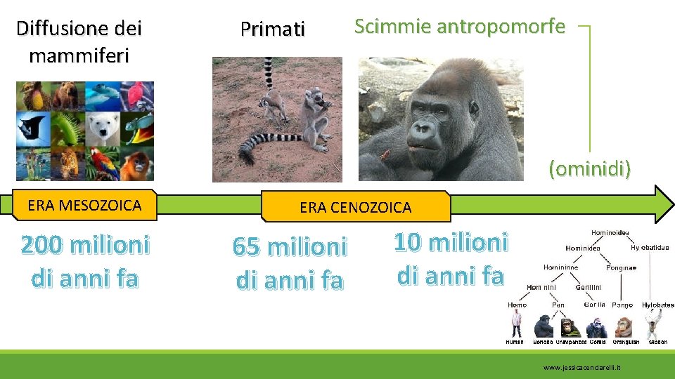Diffusione dei mammiferi Primati Scimmie antropomorfe (ominidi) ERA MESOZOICA 200 milioni di anni fa