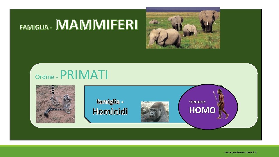 FAMIGLIA - MAMMIFERI Ordine - PRIMATI famiglia - Hominidi Genere: HOMO www. jessicacenciarelli. it