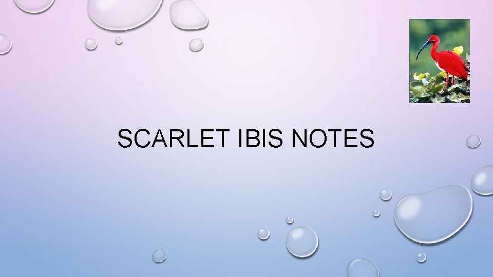 SCARLET IBIS NOTES 