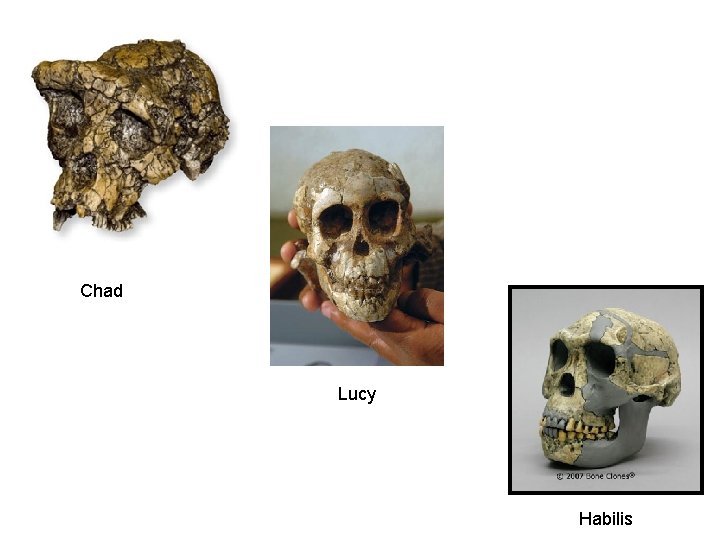 Chad Lucy Habilis 