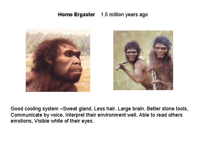 Homo Ergaster 1. 5 million years ago Good cooling system –Sweat gland, Less hair,